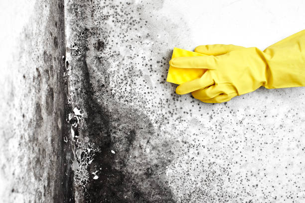 Best Mold Prevention Services  in Hancock, MI
